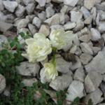 De Sethi's Restaurant